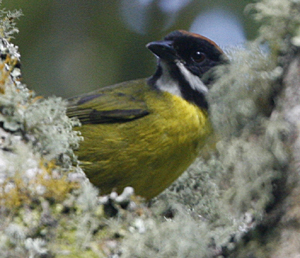 Moustached Brush Finch.