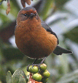 Rufous-browed Conebill.