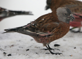 Black Rosy-finch