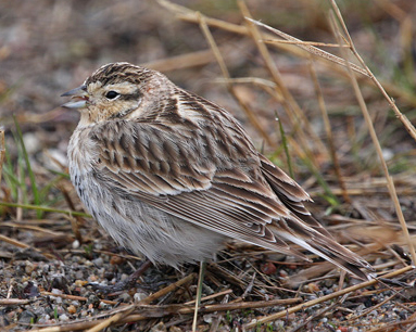 Chestnut-collared Longspur.