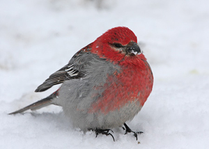 Pine Grosbeak.