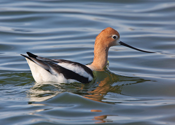 American Avocet.