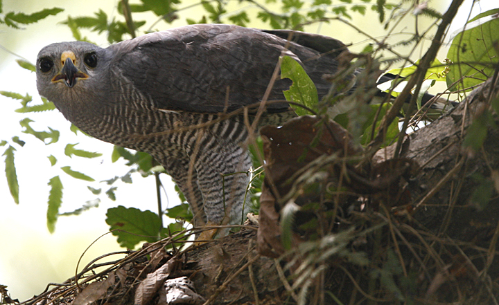 Gray Hawk.  Photo by Steve Bird