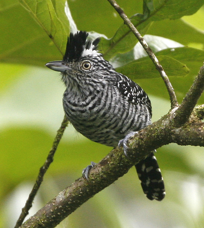 Barred Antshrike.  Photo by Steve Bird.