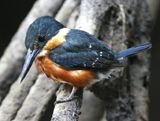 American Pygmy Kingfisher 