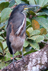 Fasciated Tiger-Heron