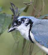 White-throated Magpie Jay