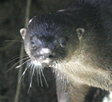 Neotropical Otter