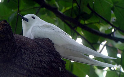 Fairy Tern.  Photo by Gina Nichol. 