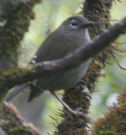 Small Kauai Thrush.  Photo by Steve Bird.