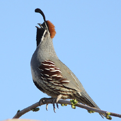 Gambel's Quail © Dominic Mitchell 