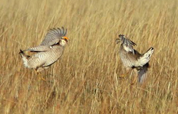 Lesser Prairie-chickens © Dominic Mitchell