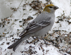 Pine Grosbeak © Dominic Mitchell