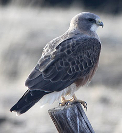 Swainson's Hawk © Dominic Mitchell