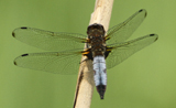 Blue/Scarce Chaser