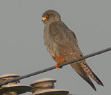 Red-footed Falcon