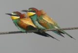 European Bee-eater