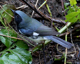 Black-throated Blue Warbler