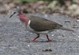 Caribbean Dove