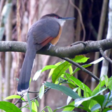 Jamaican Lizard Cuckoo