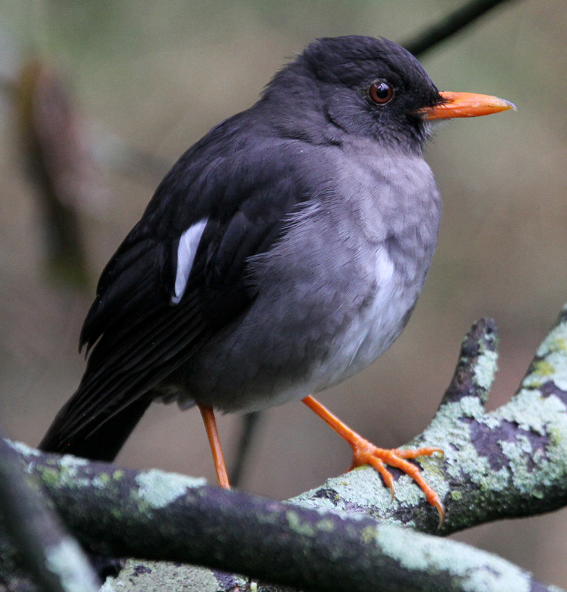 White-chinned Thrush