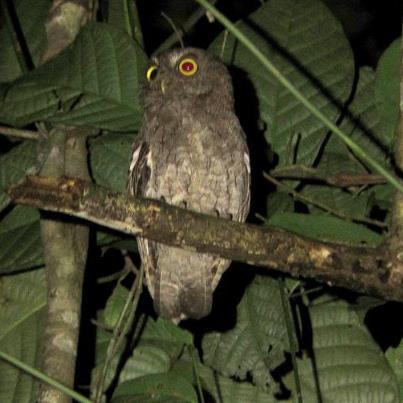 Choco Screech Owl 