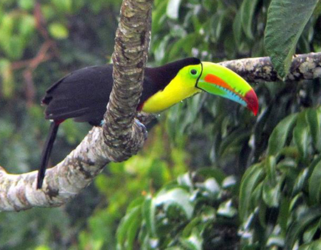 Keel-billed Toucan 