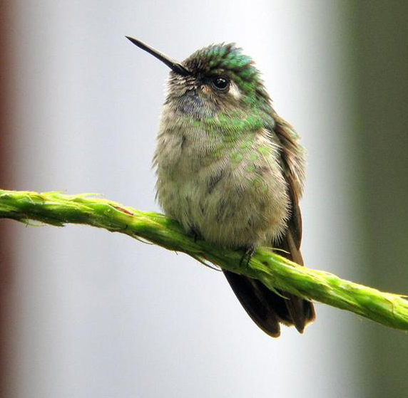 Violet-headed Hummingbird