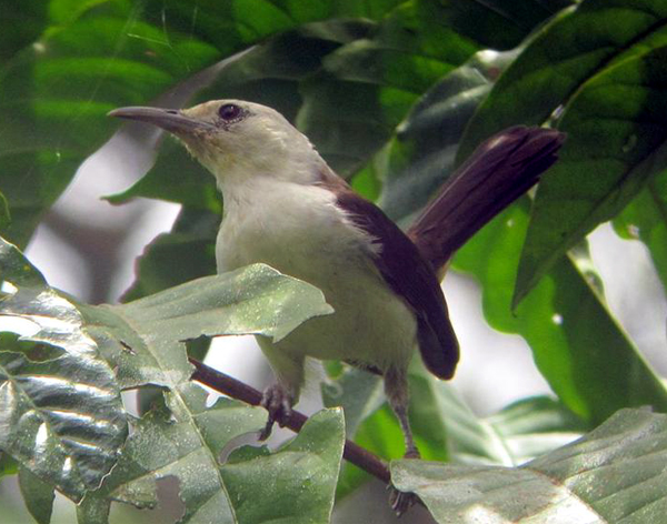 White-headed Wren 