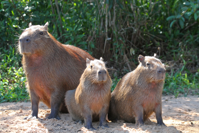 Capybaras