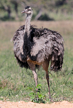 Greater Rhea 