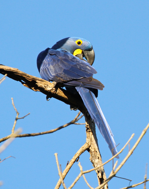 Hyacinth Macaw