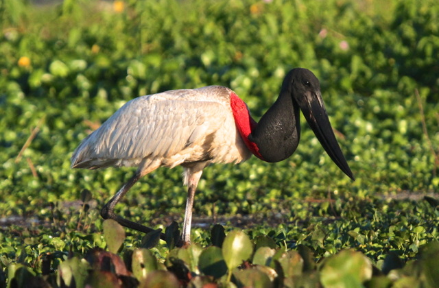 Jabiru