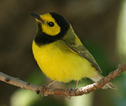 Hooded Warbler.  Photo by John Schwarz.  www.birdspix.com