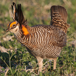 Greater Prairie Chicken. Colorado. Photo by Gary Howard. 