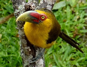 Saffron Toucanet by Gina Nichol