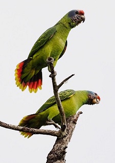 Red-tailed Amazon by Eduardo Patrial.