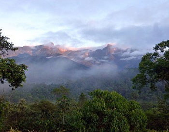 Atlantic Forest Sunrise by Gina Nichol.