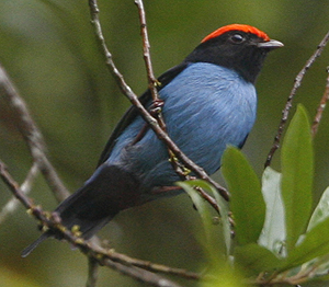 Blue Manakin by Steve Bird.