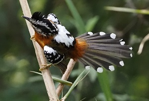 Bertoni's Antbird