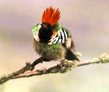 Frilled Coquette by Eduardo Patrial 