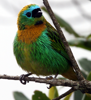 Brassy-breasted Tanager by Steve Bird.