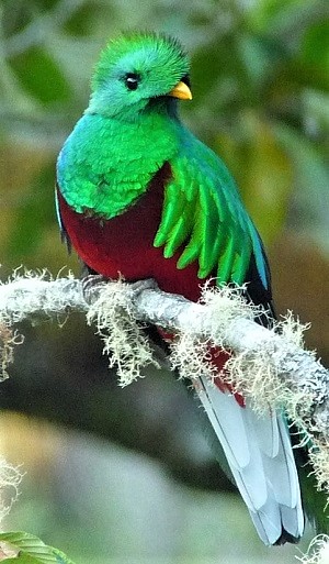 Resplendent Quetzal by Gina Nichol