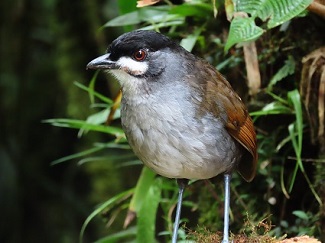 Jocotoco Antpitta by Gina Nichol