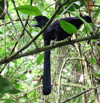 Long-wattled Umbrellabird by Gina Nichol