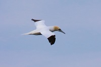 Northern Gannet by Gina Nichol.