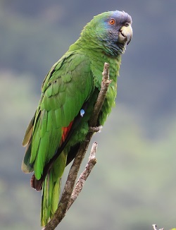 Red-throated Parrot