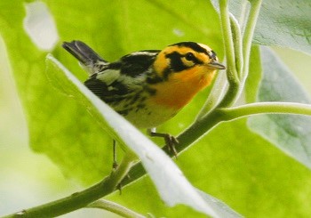 Blackburnian Warbler by Steve Bird