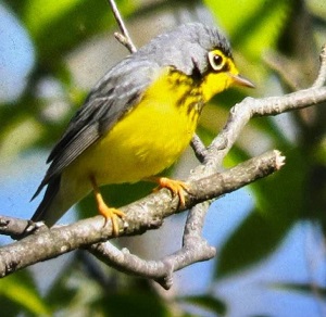 Canada Warbler by Matthew Young