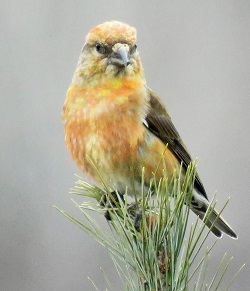 Red Crossbill by Matthew Young